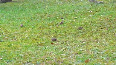 4k实拍草地上觅食的小鸟自然风光视频的预览图